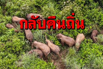 โขลงช้างเอเชียป่าชื่อดัง กลับบ้านเดิมใน\'โม่เจียง\'หลังเที่ยวไกลหลายร้อยกิโล