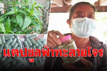 ชาวบ้านสุโขทัยอัดแคปซูลฟ้าทะลายโจรไว้กินสู้โควิด