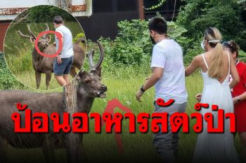 แชร์สนั่นโซเชียล! นทท.ให้อาหารสัตว์ป่า กวางกินนมกลืนลงไปทั้งกล่อง