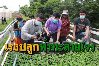 กาฬสินธุ์นำร่องปลูกฟ้าทะลายโจรสมุนไพรไทยส่งปรุงยาต้านไว้รัสโควิด