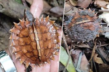 ‘เต่าจักร’ สัตว์ป่าคุ้มครองใกล้สูญพันธุ์ ตัวเล็กน่ารักกระดองสีน้ำตาลแดง