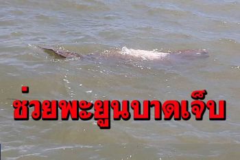 ระทึก! เจ้าหน้าที่ศูนย์ช่วยเหลือนักท่องเที่ยว อบจ.กระบี่เร่งช่วยพะยูนบาดเจ็บ