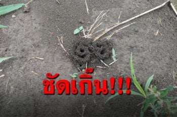 ชาวบ้านเจอ\'ขุยมด\' ไม่ต้องซูม ไม่ต้องเดา เลข2ตัวโผล่ชัดๆ