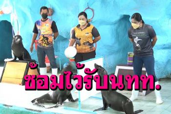 สวนสัตว์สงขลาฝึก \'แมวน้ำเล่นวอลเลย์บอล\' เตรียมเปิดให้บริการเร็วๆนี้