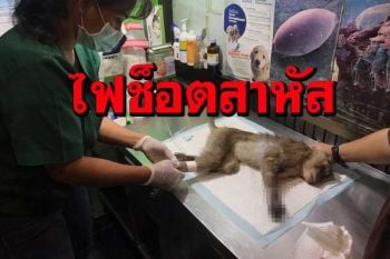 เร่งช่วยลิงถูกไฟฟ้าช็อตสาหัสแผลทั่วร่างแพทย์ยันต้องตัดแขนเพื่อรักษาชีวิต