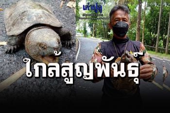 เห็นเคยมั้ย? พบ\'เต่าปูลู\'สัตว์ป่าใกล้สูญพันธ์ุ ที่อุทยานแห่งชาติเวียงโกศัย