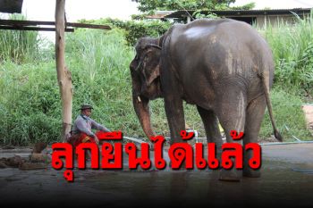 อาการดีขึ้น! ‘พังคำหล้า’ เริ่มทรงตัวลุกขึ้นยืนเองได้แล้ว หลังล้มป่วย