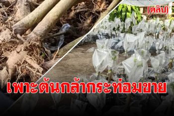 (คลิป) พาไปดูวิธีเพาะต้นกล้ากระท่อม สร้างรายได้ดี หลังปลดล็อค