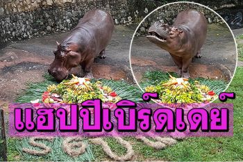 ฉลองวันเกิด56ปี\'แม่มะลิ\' ฮิปโปสวนสัตว์เปิดเขาเขียว จัดเค้กผลไม้แฮปปีเบิร์ดเดย์