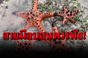 เตือนสายมือบอน! จับดาวทะเลพร้อมถ่ายภาพ มีความผิด คุก 5 ปี ปรับ 5 แสน