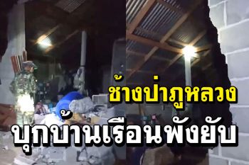 \'ช้างป่าภูหลวง\'บุกพังบ้านเรือน ถีบต้นไม้ทับรั้วสายไฟฟ้า เปิดทางเดินออกหากิน