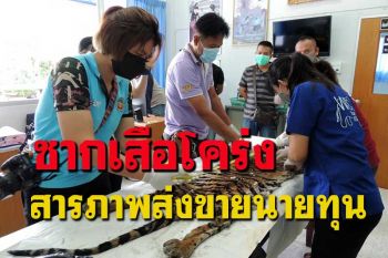ตรวจสอบซากเสือโคร่งหลังจับ 2 ผู้ต้องหาลักลอบนําเข้าจากประเทศเพื่อนบ้าน