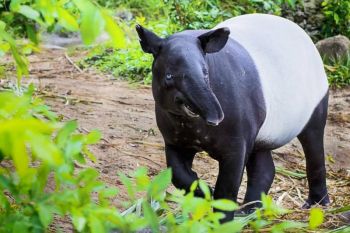 โควิดพ่นพิษ! \'สวนสัตว์สงขลา\' เปิดโครงการอุปถัมภ์สัตว์ป่าหลังรายได้ลด