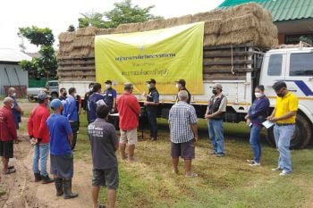 \'กรมปศุสัตว์\'มอบหญ้าพระราชทานแก่เกษตรกรเลี้ยงสัตว์ผู้ประสบภัยน้ำท่วมหล่มสัก