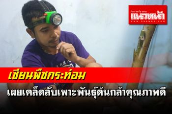 เปิดตัว \'เซียนพืชกระท่อม\' เมืองคอนเผยเคล็ดลับ \'เสียบตา\' ต้นตอพันธุ์คุณภาพดี