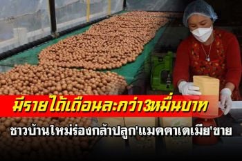 \'แมคคาเดเมีย\' พืชเศรษฐกิจทางเลือกของชาวบ้านพื้นที่สูงสร้างรายได้เดือนละกว่า 3 หมื่น