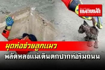ทุกชีวิตมีค่า! กู้ภัยมังกรทุ่งสงเมืองคอนช่วยลูกแมวตกท่อระบายน้ำนานข้ามวัน