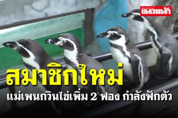 สวนสัตว์สงขลา เตรียมเปิดให้นักท่องเที่ยวเข้าชม 19 กันยาฯ นี้