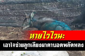 ชาวเน็ตเอาใจช่วยเลียงผาตาบอดพลัดหลง  สัตวแพทย์ติดตามอาการอย่างใกล้ชิด