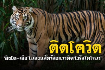\'สิงโต-เสือ\'ในสวนสัตว์แห่งชาติสหรัฐฯ ส่อแววติด\'ไวรัสโคโรนา\'