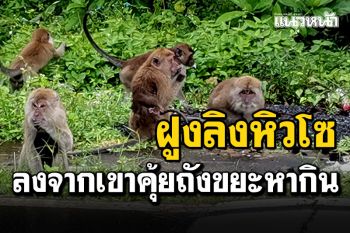 ฝูงลิงวัดสุวรรณคูหา​หิวโซ! คุ้ยขยะหากิน โควิดไร้นักท่องเที่ยว ลงจากเขานั่งรออาหาร