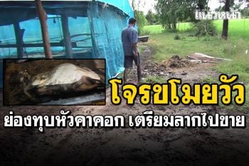โจรย่องทุบหัววัวในคอกกลางดึก เตรียมลากชำแหละขาย เจ้าของตื่นเจอเผ่นหนี