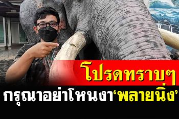 อุทยานฯเขาใหญ่ประกาศถึงนักท่องเที่ยว กรุณาอย่าโหนงา\'พลายนิ่ง\'