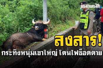 น่าสงสาร! กระทิงหนุ่มเขาใหญ่ โดนไฟฟ้าช็อตตาย นอนพิงเสาข้างถนน