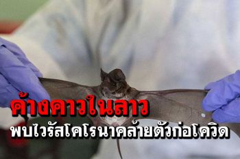 วิจัยพบไวรัสโคโรนาจาก‘ค้างคาวในลาว’ คล้ายไวรัสก่อโควิด-19