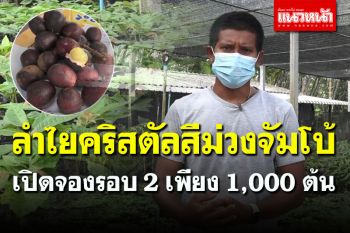 ช้าอด! เจ้าของสวนเปิดจอง \'ลำไยคริสตัลสีม่วงจัมโบ้\' เพียง 1 พันต้นเท่านั้น