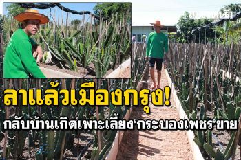 ลาแล้วเมืองกรุง! หนุ่มช่างภาพกลับบ้านเกิด เพาะเลี้ยง\'กระบองเพชร\'ขาย