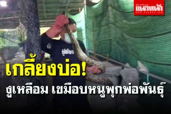 \'งูเหลือม\' ยาวกว่า 3 เมตร บุกฟาร์มหนูพุกเขมือบพ่อพันธุ์ 2 คู่