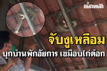 จับงูเหลือม! กินไก่ต๊อกบ้านพักอัยการ ยังไม่อิ่มจ้องเขมือบ\'นกยูง\'ในกรงอีก