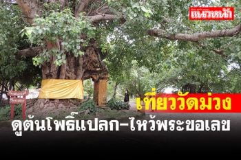 ไปเที่ยว\'วัดม่วง\'ดูต้นโพธิ์อายุเกือบร้อยปีรากปกคลุมซุ้มประตูวัดกลายเป็นศิลปะที่ธรรมชาติสร้างขึ้น