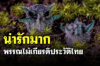 พรรณไม้หาดูยาก! \'พิศวงไทยทอง\' หน้าตาน่ารัก พบเฉพาะดอยหัวหมด จ.ตาก เท่านั้น