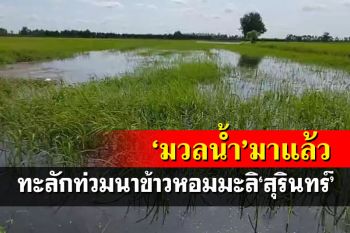 มวลน้ำจากโคราชถึงสุรินทร์ ทะลักท่วมหมู่บ้าน-นาข้าวหอมมะลิกว่าพันไร่
