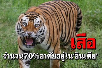 ผลสำรวจชี้ประชากร\'เสือ\'โลก 70%อาศัยอยู่ใน\'อินเดีย\'