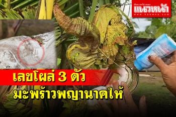 ขนหัวลุก! ชาวบ้านแห่ไหว้มะพร้าวพญานาคแป้งทาเจอเลขโผล่ 3 ตัวตรง เชื่อโชคหนุนนำ