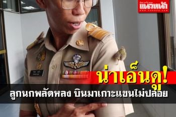 น่าเอ็นดู\'ลูกนกหลงรัง\' บินมาเกาะแขน ร้องอ้อนไม่ยอมไปไหน