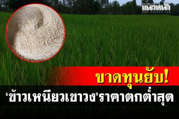 ราคาต่ำสุดในรอบ20ปี! ชาวนากาฬสินธุ์โอด\'ข้าวเหนียวเขาวง\'ขายได้กิโลละ7บาท