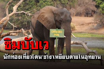 ระทึก! นักท่องเที่ยวชมอุทยานฯโดยไม่มีไกด์ โดน‘ช้างเหยียบตาย’ในซิมบับเว