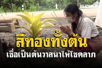คอหวยชาวกะเหรี่ยงขอเลข \'ต้นวาสนา\' หน้าบ้านแตกหน่อเป็นสีทองเชื่อให้โชคลาภ