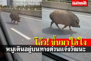 น้องจะไปเที่ยวไหน? เจอ\'หมู\'เดินชิวๆ บนทางด่วน\'แจ้งวัฒนะ\'