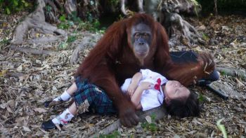 ‘ธิดาวานร’พาเข้าป่าหา‘แม่มา’  ‘ปิ่น’ระทึก!..หนีตายเสี่ยงตกหน้าผา