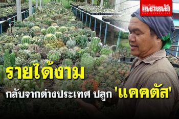 หนุ่มกลับจากทำงานต่างประเทศ นำความรู้ปลูก \'แคคตัส\' สร้างรายได้งาม