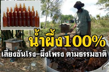 เลี้ยง\'ชันโรง-ผึ้งโพรง\'ในสวนป่า ปล่อยหาอาหารตามธรรมชาติ น้ำผึ้งสะอาด100%