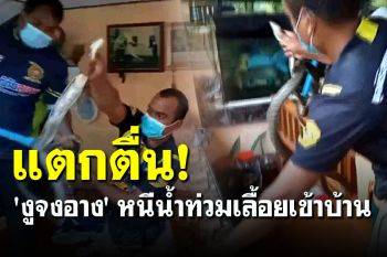 แตกตื่น! \'งูจงอาง\' ยาว 3 เมตร หนีน้ำท่วมเลื้อยซุกใต้เตียงทำเจ้าของบ้านผวาหนัก