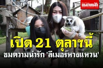 สวนสัตว์เขาเขียว เตรียมเปิดให้นทท. เข้าชมความน่ารัก \'ลีเมอร์หางแหวน\' 21 ต.ค.นี้