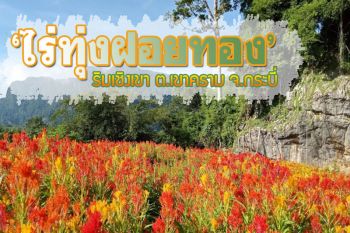 จุดเช็คอินใหม่! หนุ่มเปิด \'ไร่ทุ่งฝอยทอง\' นทท.แห่เข้าชมกว่า 300 รายต่อวัน