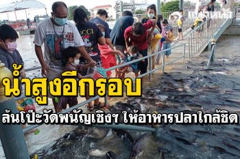 เจ้าพระยาน้ำขึ้นอีก! ล้นโป๊ะหน้าวัดพนัญเชิงฯ ชาวบ้านตื่นตาให้อาหารปลาใกล้ชิด
